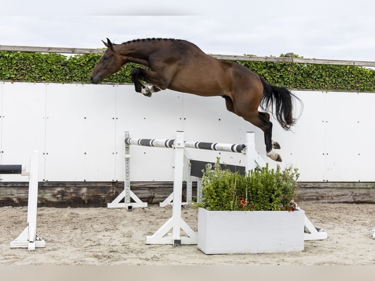 BWP (cheval de sang belge) Hongre 3 Ans 173 cm Bai in Waddinxveen