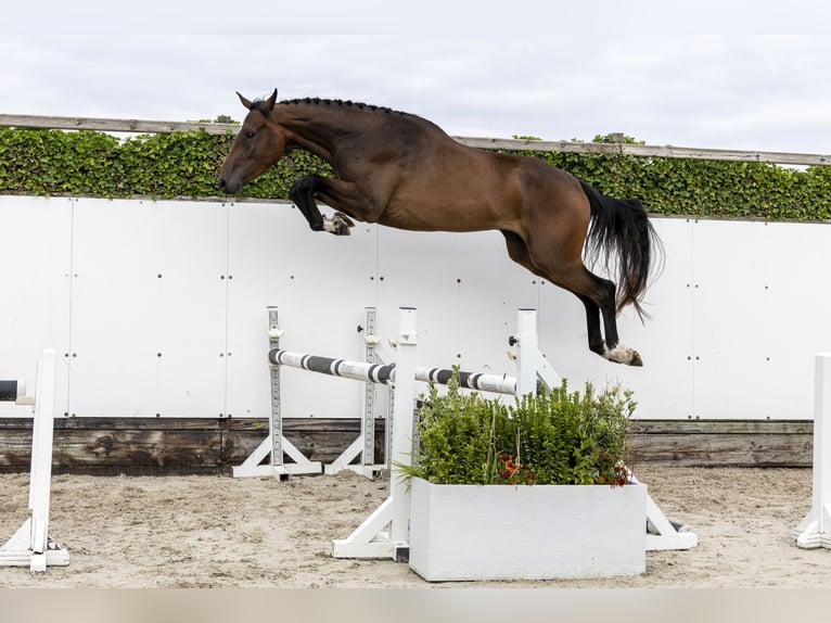 BWP (cheval de sang belge) Hongre 3 Ans 173 cm Bai in Waddinxveen