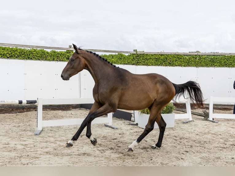 BWP (cheval de sang belge) Hongre 3 Ans 173 cm Bai in Waddinxveen