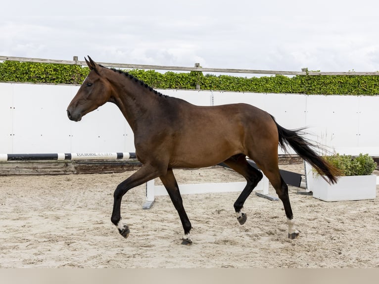 BWP (cheval de sang belge) Hongre 3 Ans 173 cm Bai in Waddinxveen