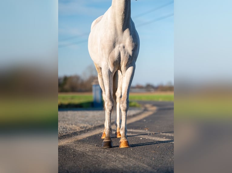 BWP (cheval de sang belge) Hongre 4 Ans 135 cm Gris in Grote Brogel