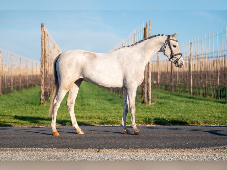 BWP (cheval de sang belge) Hongre 4 Ans 135 cm Gris in Grote Brogel