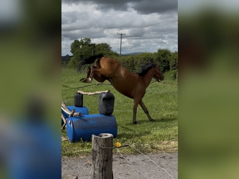 BWP (cheval de sang belge) Hongre 4 Ans 161 cm Bai clair in Tipperary