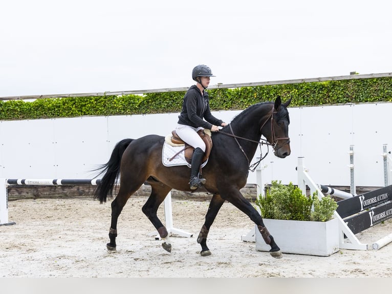 BWP (cheval de sang belge) Hongre 4 Ans 165 cm Bai brun in Waddinxveen
