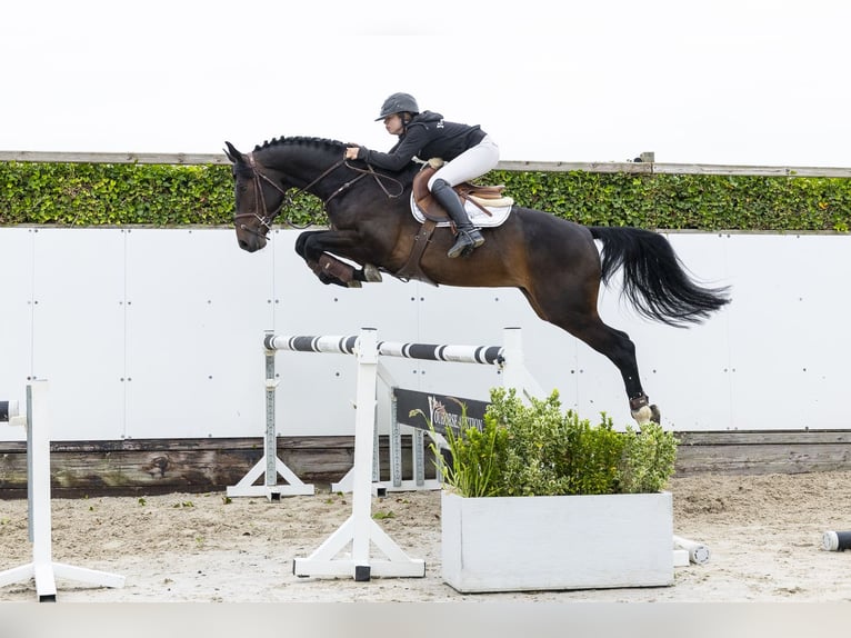 BWP (cheval de sang belge) Hongre 4 Ans 165 cm Bai brun in Waddinxveen