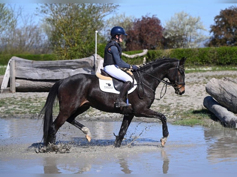 BWP (cheval de sang belge) Hongre 4 Ans 166 cm Bai brun foncé in Gomadingen