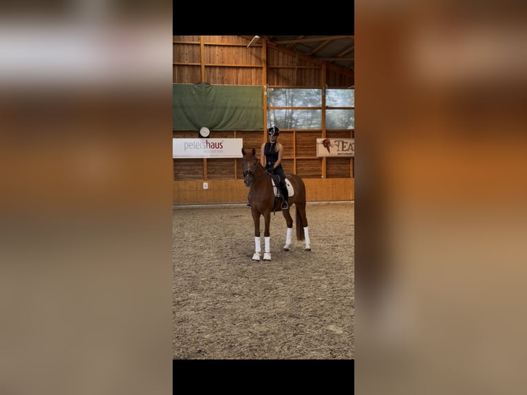 BWP (cheval de sang belge) Hongre 4 Ans 167 cm Alezan in Xanten