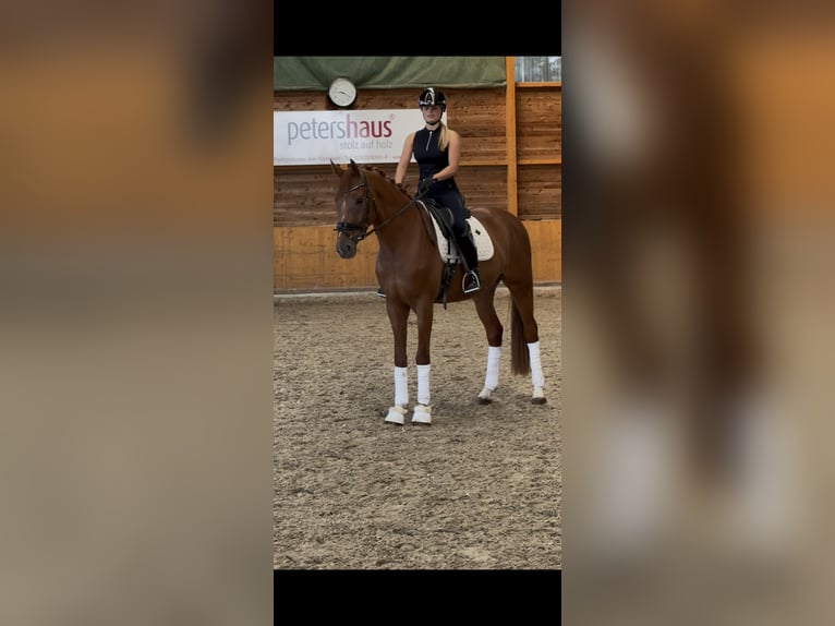 BWP (cheval de sang belge) Hongre 4 Ans 167 cm Alezan in Xanten