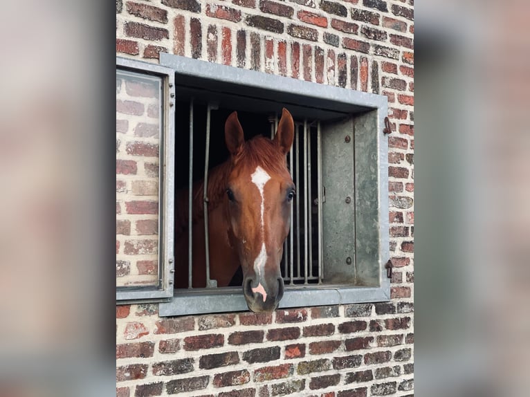 BWP (cheval de sang belge) Hongre 4 Ans 167 cm Alezan in Zele