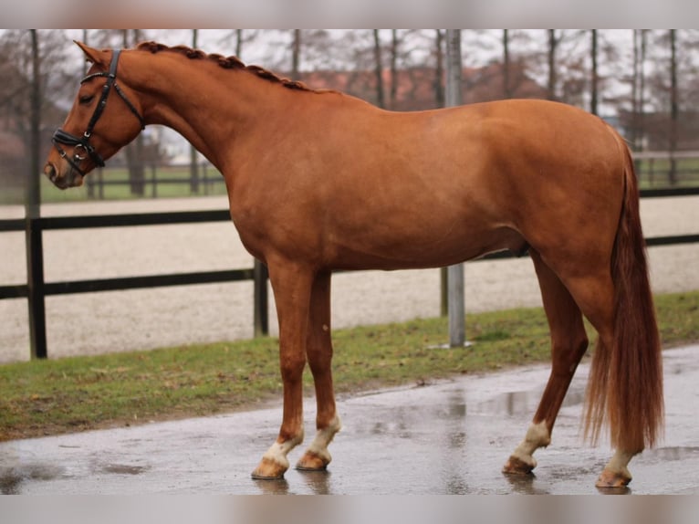 BWP (cheval de sang belge) Hongre 4 Ans 168 cm Alezan in Xanten