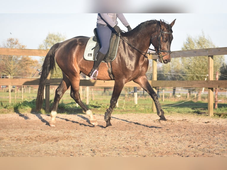 BWP (cheval de sang belge) Hongre 4 Ans 168 cm Bai brun in Achtmaal