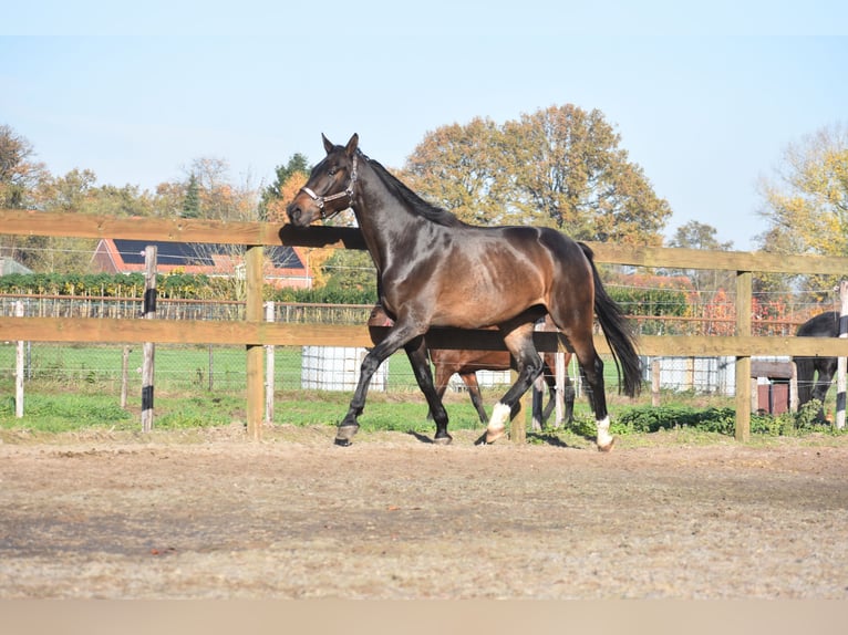 BWP (cheval de sang belge) Hongre 4 Ans 168 cm Bai brun in Achtmaal