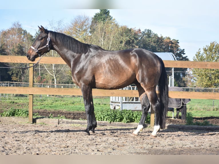 BWP (cheval de sang belge) Hongre 4 Ans 168 cm Bai brun in Achtmaal