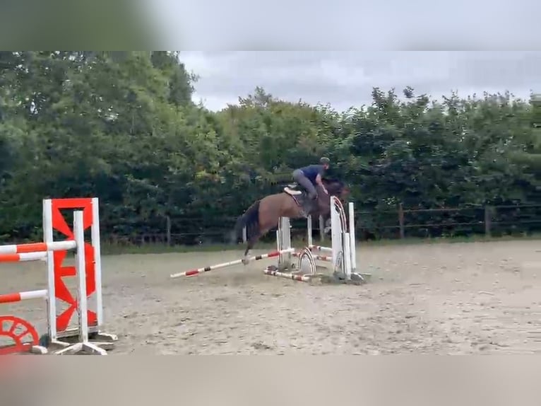 BWP (cheval de sang belge) Hongre 4 Ans 168 cm Bai in Maasmechelen