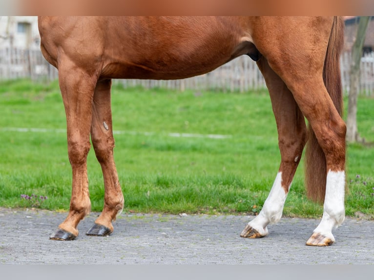 BWP (cheval de sang belge) Hongre 4 Ans 168 cm  in GROTE-BROGEL