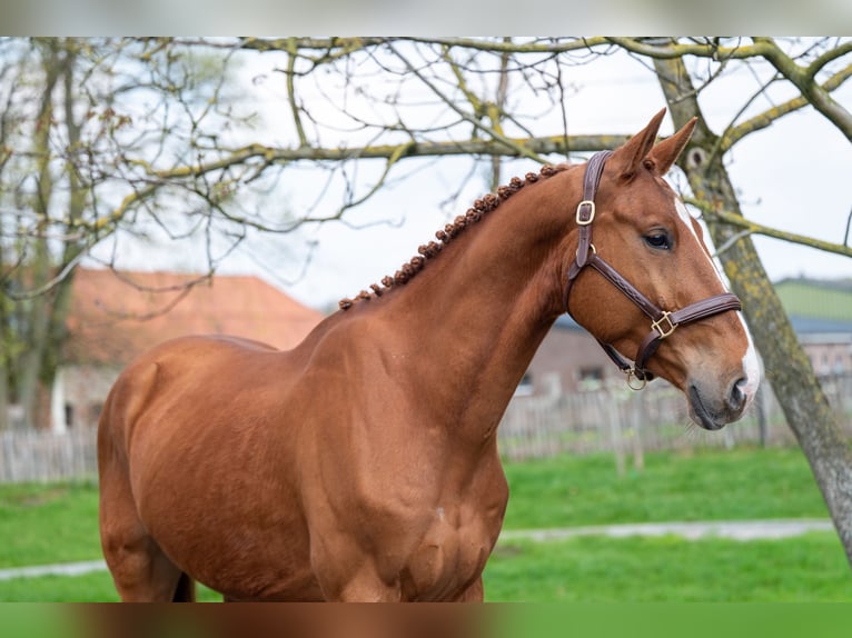 BWP (cheval de sang belge) Hongre 4 Ans 168 cm  in GROTE-BROGEL