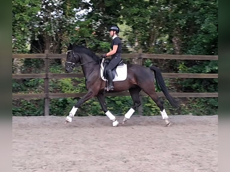 BWP (cheval de sang belge) Hongre 4 Ans 170 cm Noir in Diepenbeek