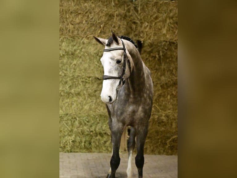 BWP (cheval de sang belge) Hongre 4 Ans 171 cm Gris in Bladel