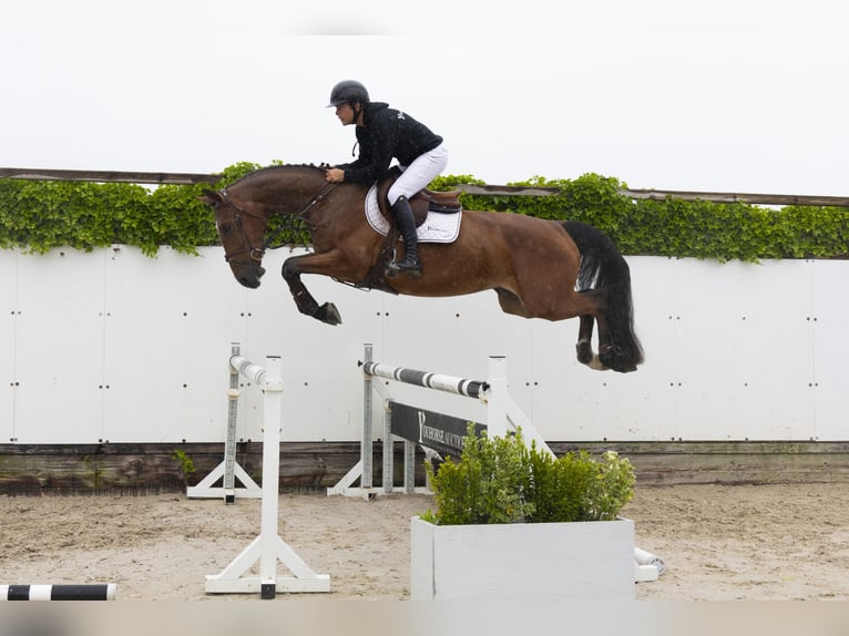 BWP (cheval de sang belge) Hongre 4 Ans 171 cm Gris in Waddinxveen