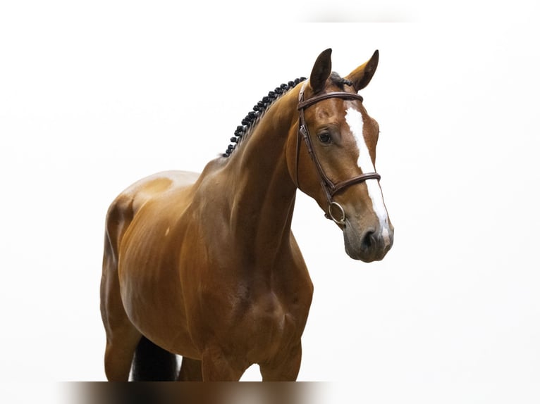 BWP (cheval de sang belge) Hongre 4 Ans 171 cm Gris in Waddinxveen