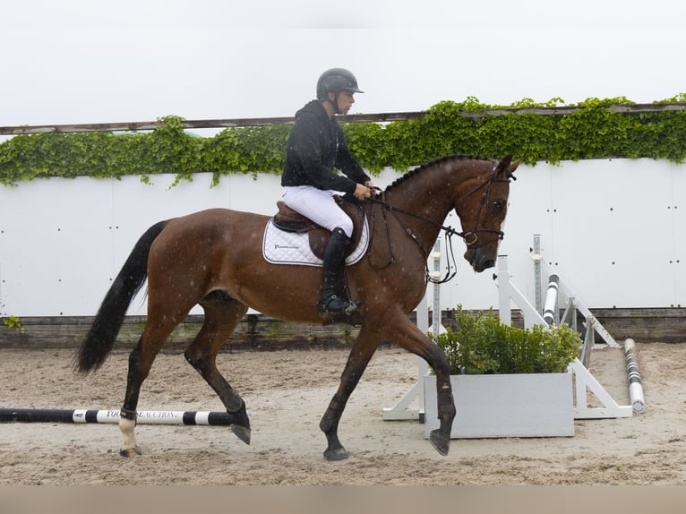 BWP (cheval de sang belge) Hongre 4 Ans 171 cm Gris in Waddinxveen