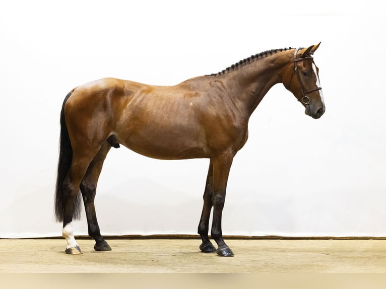BWP (cheval de sang belge) Hongre 4 Ans 171 cm Gris in Waddinxveen