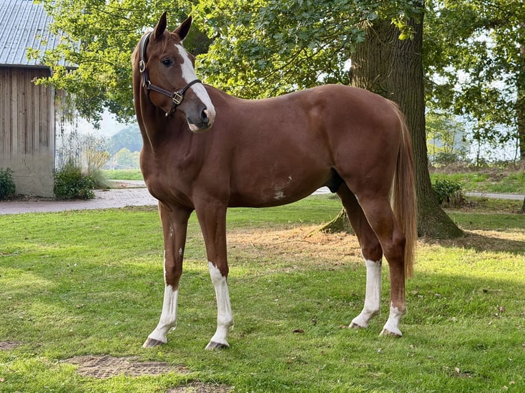 BWP (cheval de sang belge) Hongre 4 Ans 172 cm Alezan in Wildeshausen