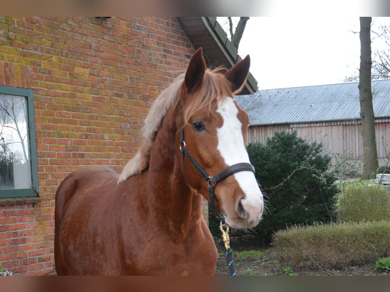 BWP (cheval de sang belge) Hongre 4 Ans 172 cm Alezan in Wildeshausen