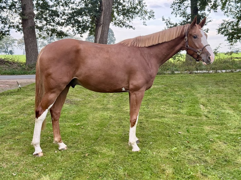 BWP (cheval de sang belge) Hongre 4 Ans 172 cm Alezan in Wildeshausen