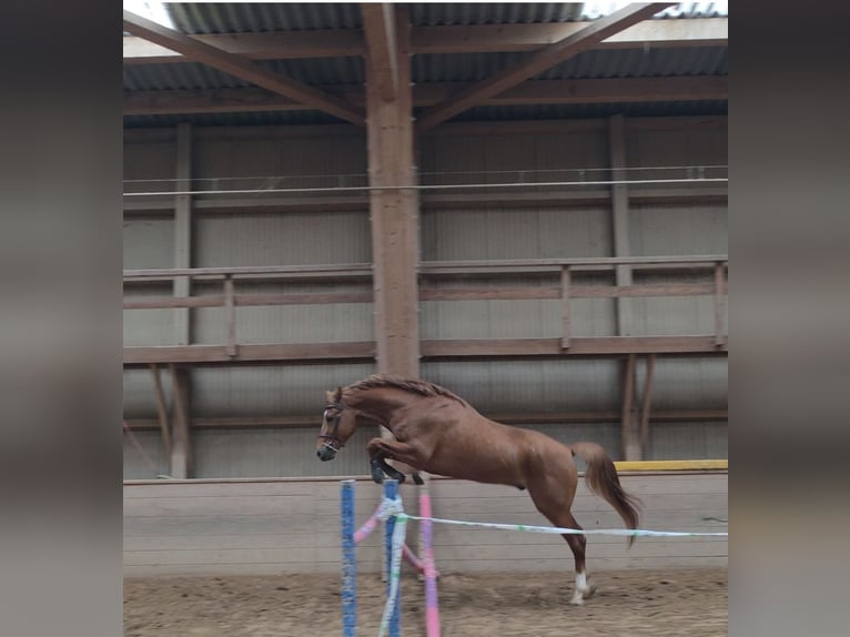 BWP (cheval de sang belge) Hongre 4 Ans 175 cm Alezan in Noville