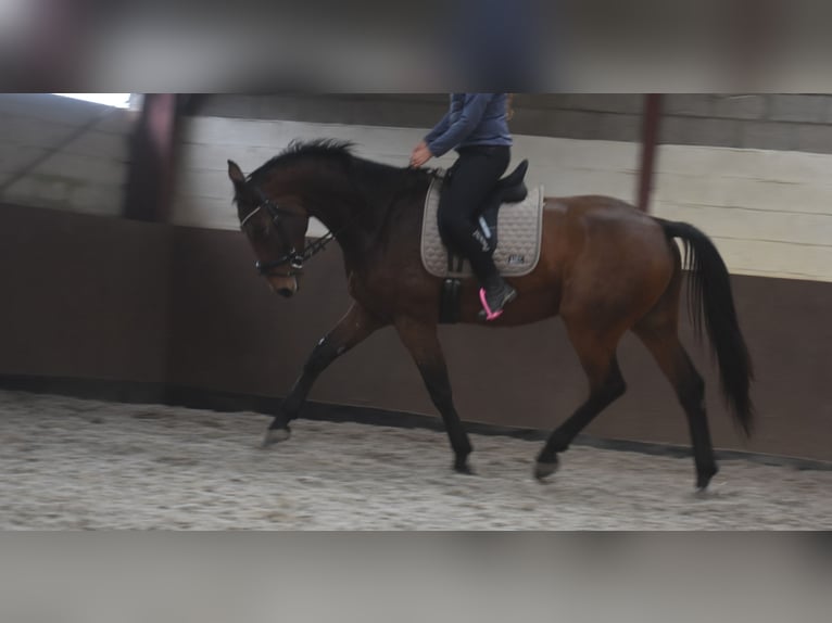 BWP (cheval de sang belge) Hongre 4 Ans 175 cm Bai in Achtmaal BWP (cheval de sang belge) Hongre 4 Ans 175 cm Bai in Achtmaal