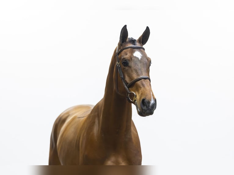 BWP (cheval de sang belge) Hongre 4 Ans 177 cm Bai in Waddinxveen