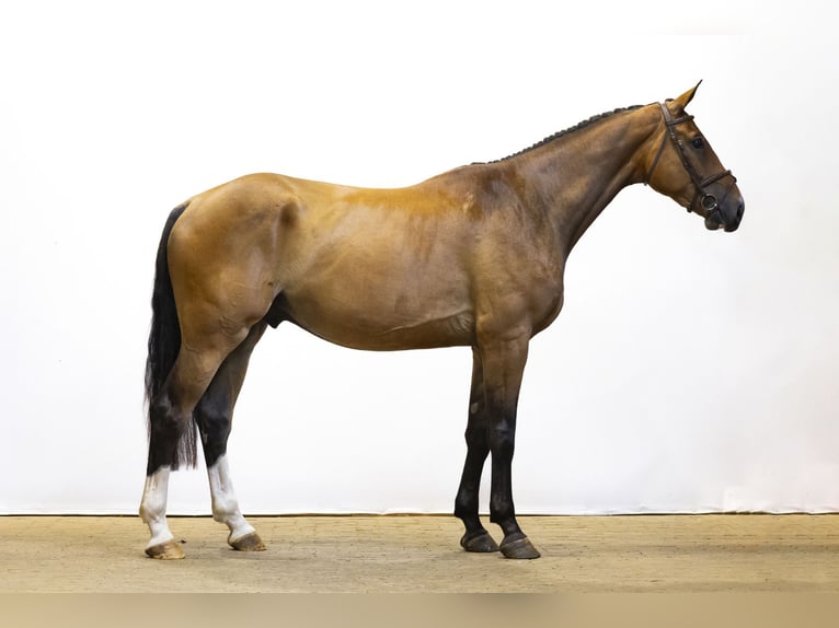BWP (cheval de sang belge) Hongre 4 Ans 178 cm Bai in Waddinxveen