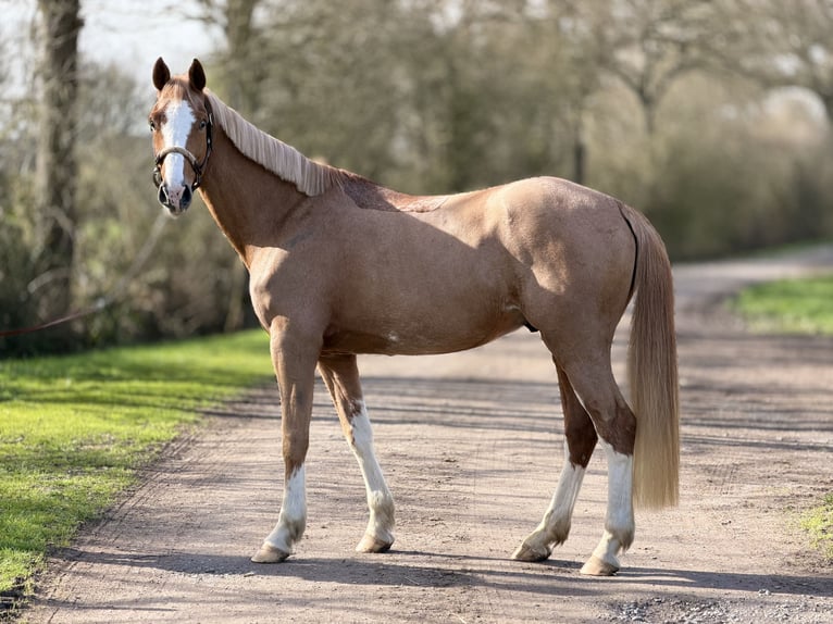 BWP (cheval de sang belge) Hongre 5 Ans 160 cm Alezan in Le Louroux Béconnais