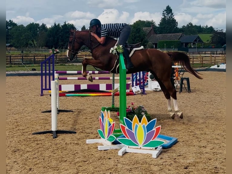 BWP (cheval de sang belge) Hongre 5 Ans 162 cm Alezan in GROTE-BROGEL