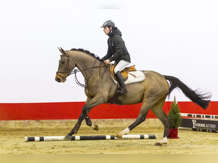 BWP (cheval de sang belge) Hongre 5 Ans 162 cm Bai in Waddinxveen