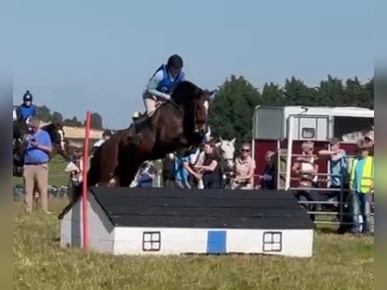 BWP (cheval de sang belge) Hongre 5 Ans 163 cm Bai in Ireland