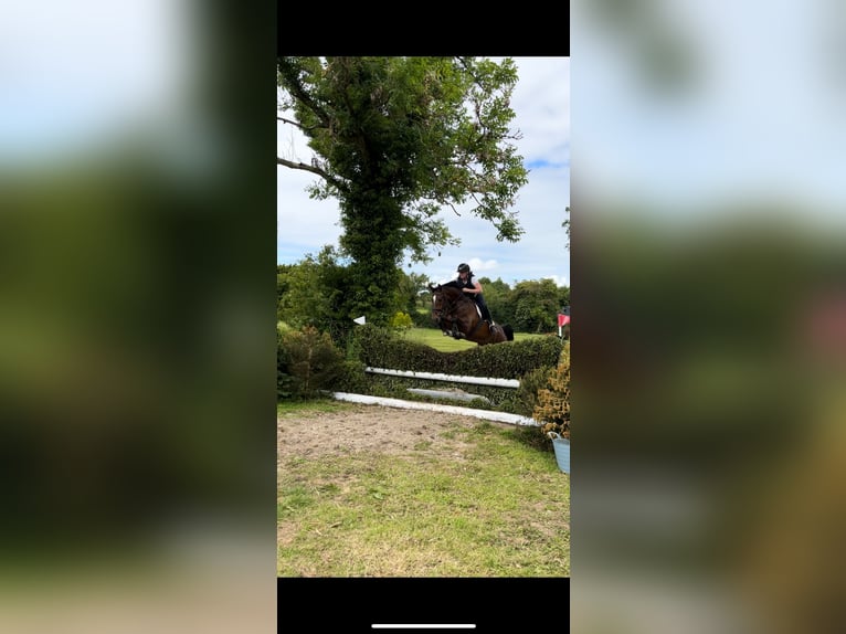 BWP (cheval de sang belge) Hongre 5 Ans 163 cm Bai in Ireland