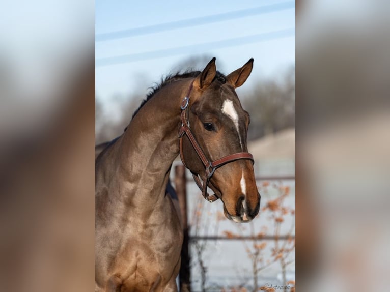 BWP (cheval de sang belge) Hongre 5 Ans 163 cm Bai in Ireland
