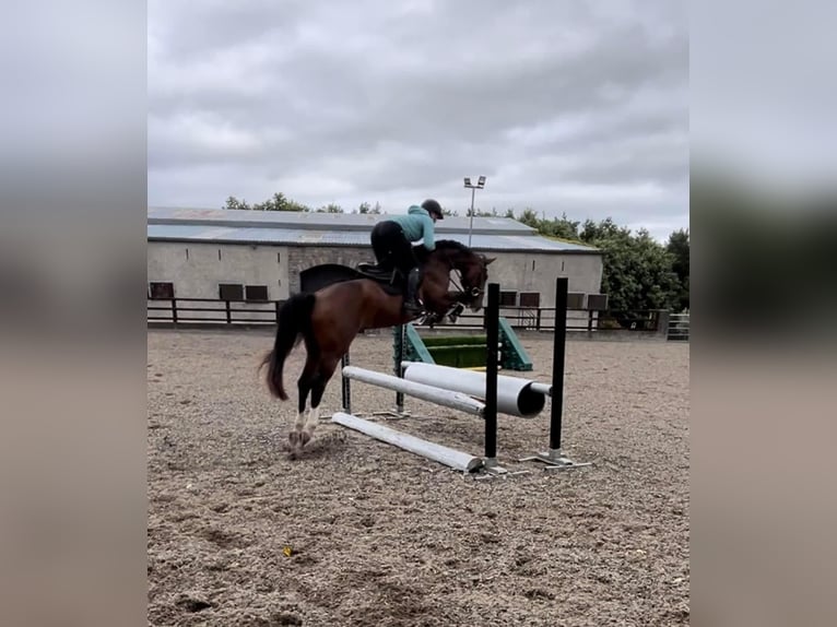BWP (cheval de sang belge) Hongre 5 Ans 163 cm Bai in Ireland