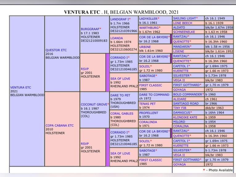 BWP (cheval de sang belge) Hongre 5 Ans 165 cm Bai brun in Bluemont