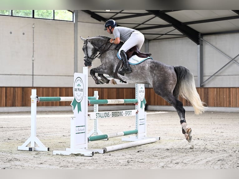 BWP (cheval de sang belge) Hongre 5 Ans 166 cm Gris in Zelle