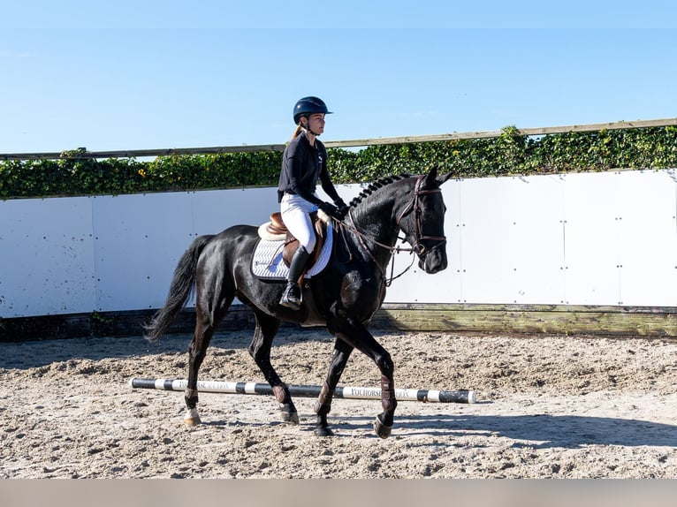 BWP (cheval de sang belge) Hongre 5 Ans 166 cm Noir in Waddinxveen