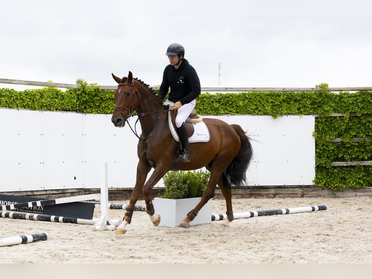 BWP (cheval de sang belge) Hongre 5 Ans 168 cm Alezan in Waddinxveen