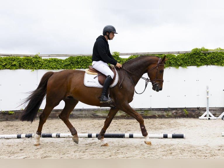 BWP (cheval de sang belge) Hongre 5 Ans 168 cm Alezan in Waddinxveen