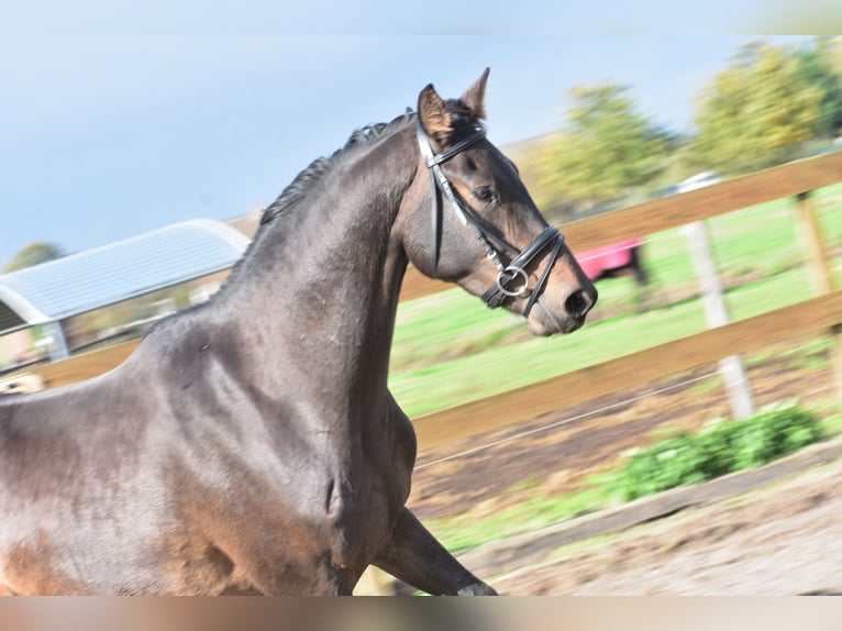 BWP (cheval de sang belge) Hongre 5 Ans 168 cm Bai brun in Achtmaal