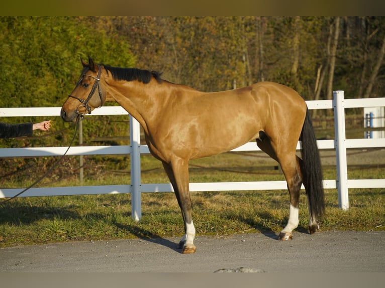 BWP (cheval de sang belge) Hongre 5 Ans 168 cm Bai in Montreux