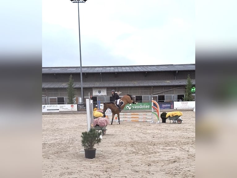 BWP (cheval de sang belge) Hongre 5 Ans 168 cm Bai in Montreux