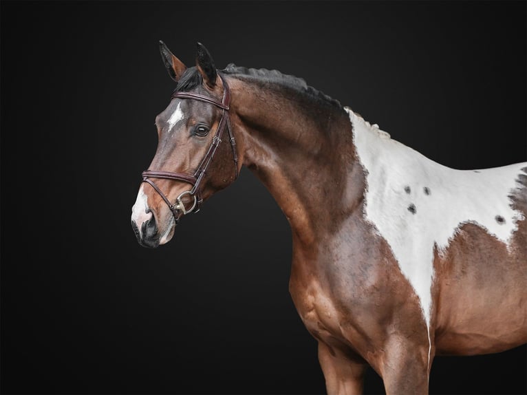 BWP (cheval de sang belge) Hongre 5 Ans 168 cm in Zduchovice