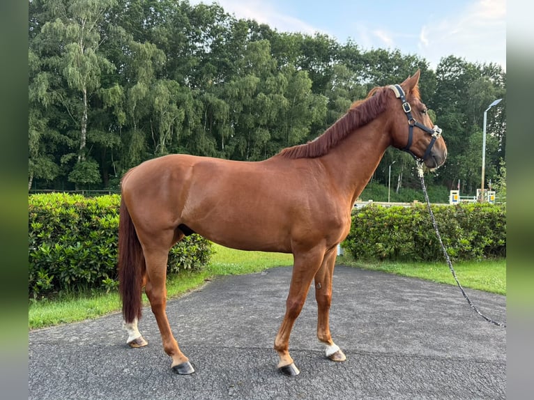 BWP (cheval de sang belge) Hongre 5 Ans 169 cm Alezan brûlé in Thuine
